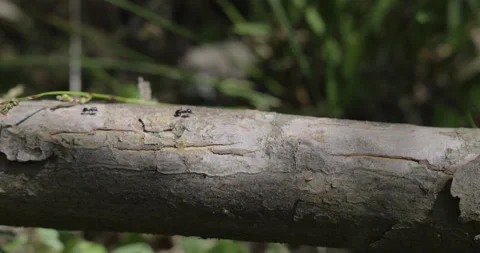 Hardworking ants are walking on a fallen tree, 4K Stock Footage 244384315