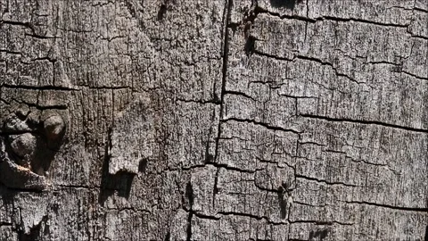 Hardworking ants in the bark Video stock 155591872