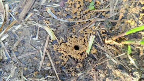 Hardworking ants carrying a piece of bone into their underground nest hole Stockbeeldmateriaal 332315343