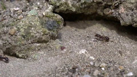 Hardworking Ants on Work, 4K UHD Macro shoot 스톡 동영상 77684357