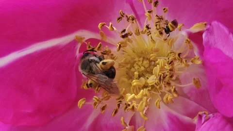 Hardworking bee 1 Video stock 310366534