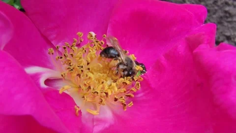 Hardworking bee 2 Stock-Footage 310453087