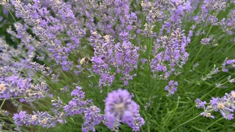 Hardworking bee collects nectar and pollen on lavender flowers Stock Footage 278979805