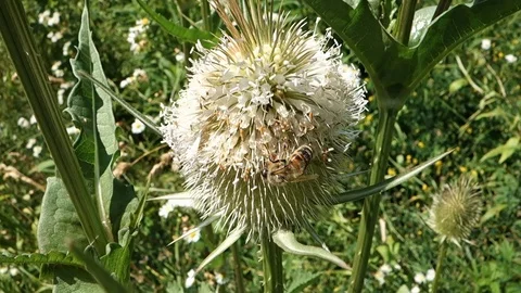 Hardworking bee collects pollen and nectar on a flowerctar from a flower Stock Footage 112945861
