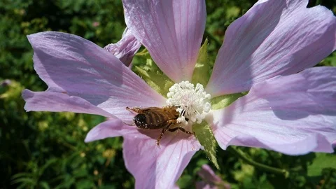 Hardworking bee collects pollen and nectar on a flowerctar from a flower Stock Footage 112945867