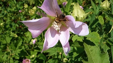 Hardworking bee collects pollen and nectar on a flowerctar from a flower Stock Footage 112946022
