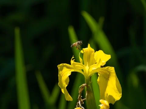 Hardworking bee flies to  yellow iris flower full of nectar Stock Photos