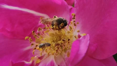 Hardworking bee Video stock 310366530