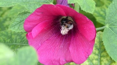 A hardworking bee, honeybee, apis, - inside a delightful crimson bud, burgeon. Stock Footage 133819666