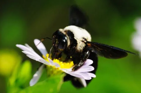 Hardworking bee Stock Photos