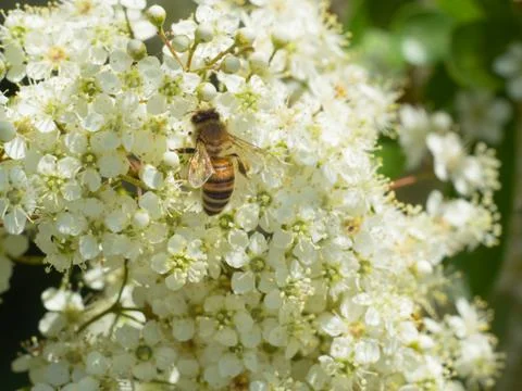 Hardworking bee sucking nectar from small white spring flowers Stock Photos