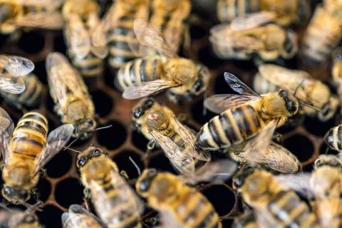 Hardworking bees on honeycomb Stock Photos