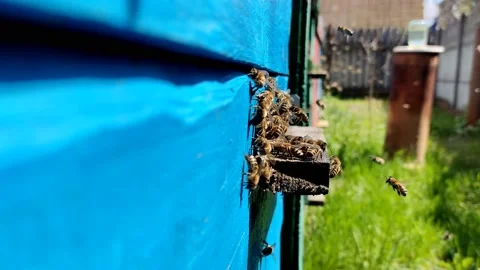 Hardworking bees wake up and fly and work hard, near the hive Stock Footage 194804752