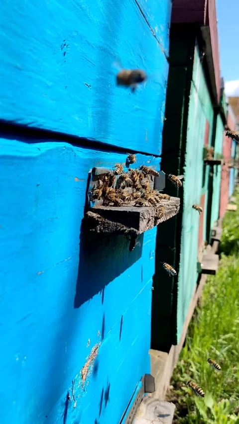 Hardworking bees wake up and fly and work hard, near the hive, vertically Stock-Footage 194804870