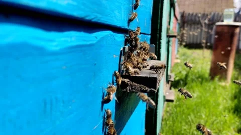 Hardworking bees wake up and fly and work hard, near the hive Stock-Footage 195043010