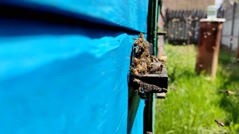 Hardworking bees wake up and fly and work hard, near the hive Stock Footage 195257770