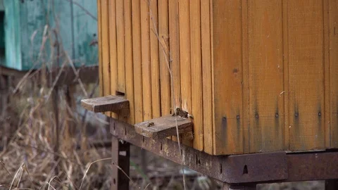 Hardworking bees which bring honey to their hives.Bees fly from beehive Stock Footage 125808466