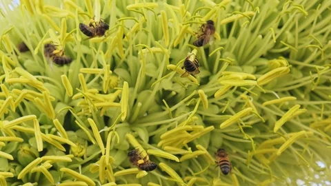 Hardworking bees at work on collecting pollen and honey Stock-Footage 124876403