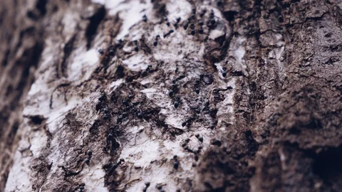 Hardworking black ants on tree. Special time video effect. Ant colony Stock Footage 107777255