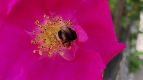 Hardworking bumblebee 1 Video stock 310366554
