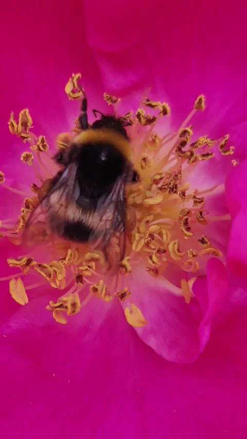 Hardworking bumblebee Video stock 310366529