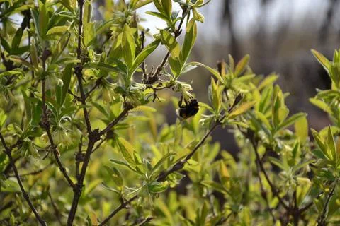 Hardworking bumblebee Stock Photos