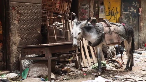 Hardworking Donkey Standing Alone on Dirty City Street Stock Footage 136764599