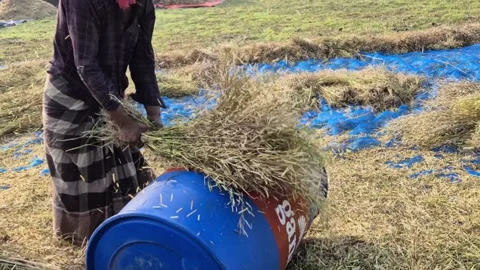 Hardworking Farmer Manually Threshing Mustard Stalks on Oil Drum 動画素材 337087237