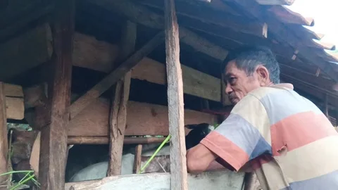 A hardworking farmer performs his daily chore of feeding his goats in a village Stock Footage 315309547