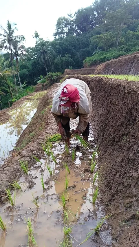 Hardworking farmer planting rice. 库存影片 335019399