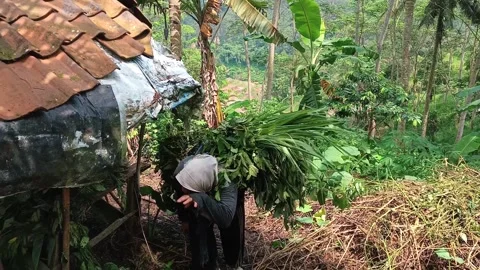 Hardworking female farmer. Vídeo Stock 335019262