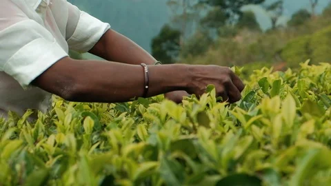 Hardworking Female Tea-Pickers. Farmer Keep Crop Nature Agricultural Farming Stock Footage 115188694