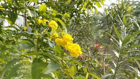 A hardworking honey bee as it collects nectar from beautiful flowers -HD video Stock Footage 224281145
