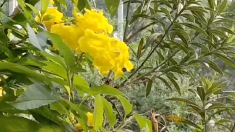 A hardworking honey bee as it collects nectar from beautiful flowers -HD video Stock Footage 224313705