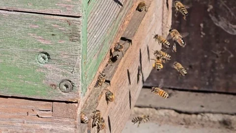 Hardworking Honey Bees Swarming at Rustic Wooden Beehive Stock Footage 342029901