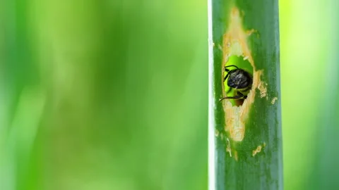 Hardworking insect bee Stock Footage 136022502