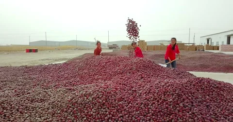 Hardworking people drying red dates_Xinjiang China（jujube） Stock Footage 240749171