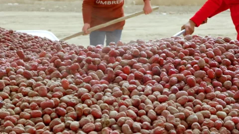 Hardworking people drying red dates_Xinjiang China（jujube） Stock Footage 240749450