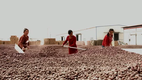 Hardworking people drying red dates_Xinjiang China（jujube） Stock Footage 240749451