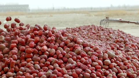 Hardworking people drying red dates_Xinjiang China（jujube） Stock Footage 240749585