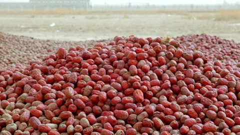 Hardworking people drying red dates_Xinjiang China（jujube） Stock Footage 240749720