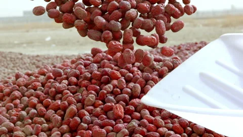 Hardworking people drying red dates_Xinjiang China（jujube） Stock Footage 240749733