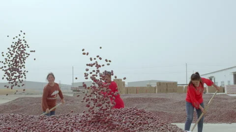 Hardworking people drying red dates_Xinjiang China（jujube） Stock Footage 240750020