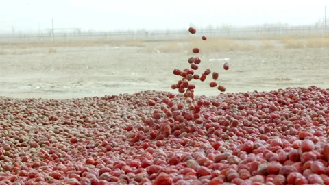 Hardworking people drying red dates_Xinjiang China（jujube） Stock Footage 240750023
