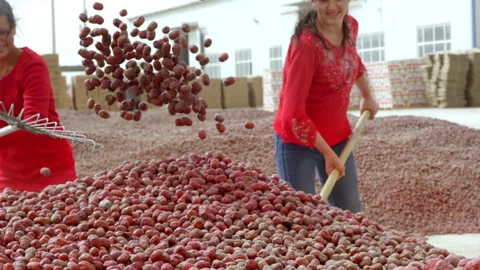 Hardworking people drying red dates_Xinjiang China（jujube） Stock Footage 240750059