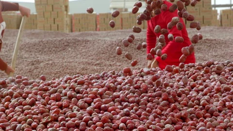 Hardworking people drying red dates_Xinjiang China（jujube） Stock Footage 240750138