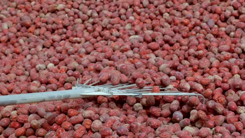 Hardworking people drying red dates_Xinjiang China（jujube） Stock Footage 240750238