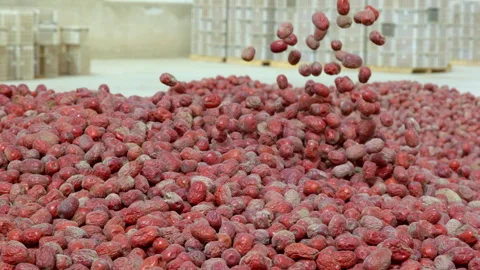 Hardworking people drying red dates_Xinjiang China（jujube） Stock Footage 240750269