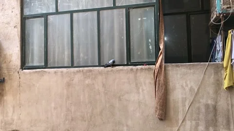 Hardworking pigeon Stock Footage 271132485