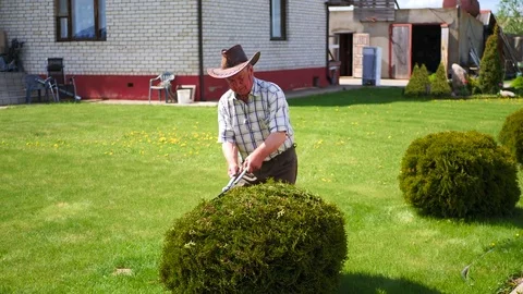 Hardworking retired gardener cuts with scissors ornamental shrub. Stockbeeldmateriaal 75913606